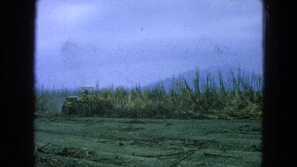 1965 Pueblo, Mexico 8mm frame showing a yellow tractor beside tall sugarcane under a hazy blue sky.