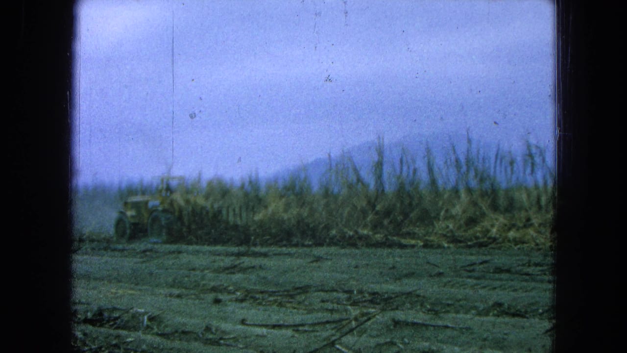 Tractor partly hidden by sugarcane with harvested ground and mountains behind the field.