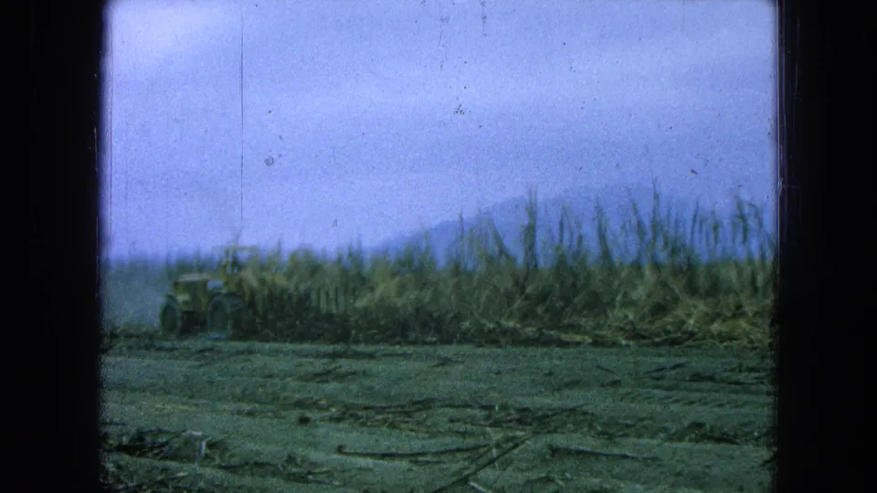 Yellow tractor moves through a sugarcane field in Pueblo, Mexico, with low mountains faintly visible beyond the crop.