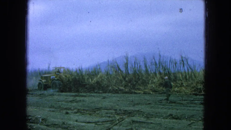 1965 8mm frame of a tractor in a sugarcane field with a distant worker visible near the crop line.