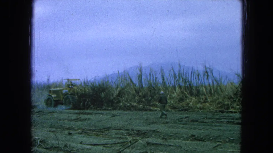 A worker in dark clothing walks across the harvested sugarcane field while the tractor remains near the tall cane.