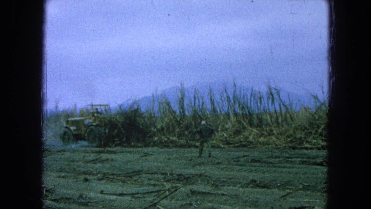 Yellow tractor and worker near tall sugarcane in a rural field.