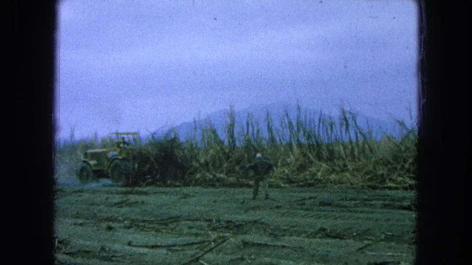 1965 Pueblo, Mexico 8mm frame showing a yellow tractor at left, a worker in the field, tall sugarcane, and hazy hills beyond.