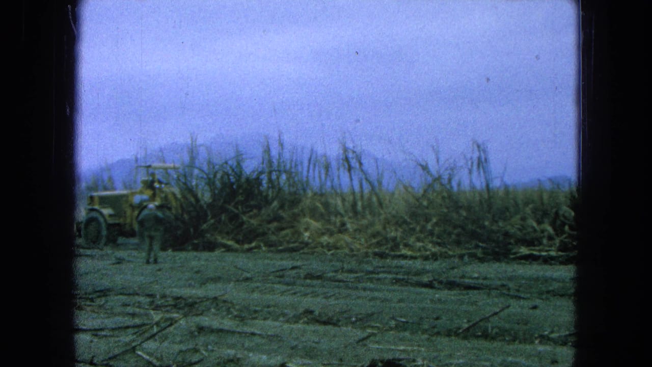Yellow tractor beside tall sugarcane with cut stalks across the field.
