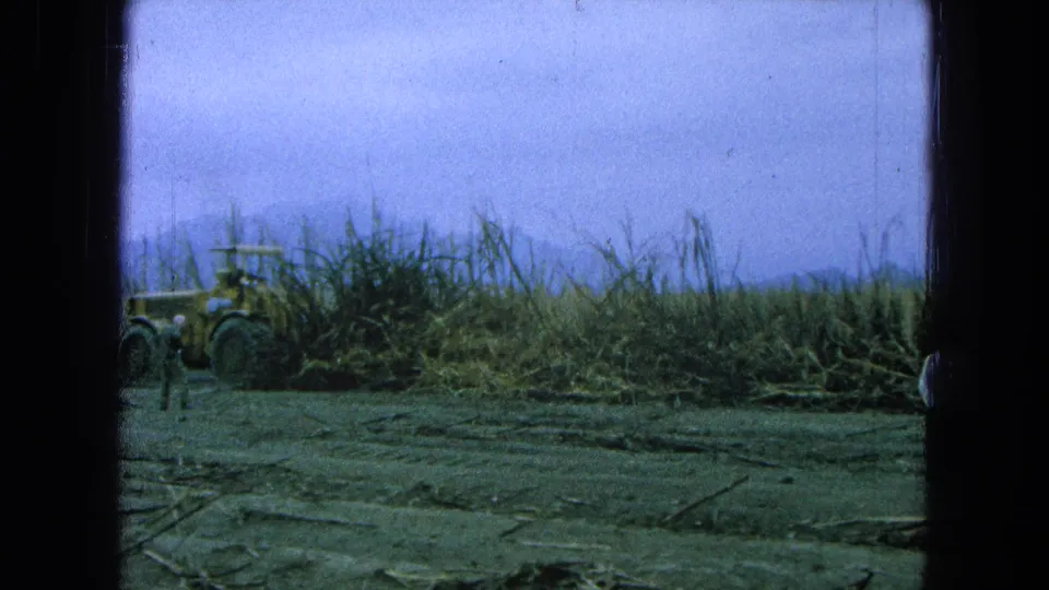 1965 Pueblo, Mexico frame with a yellow tractor partly obscured by sugarcane and a worker standing in the field.