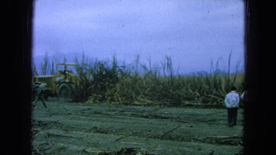 1965 Pueblo, Mexico home-movie frame showing workers in a cane field as a tractor moves near tall stalks.