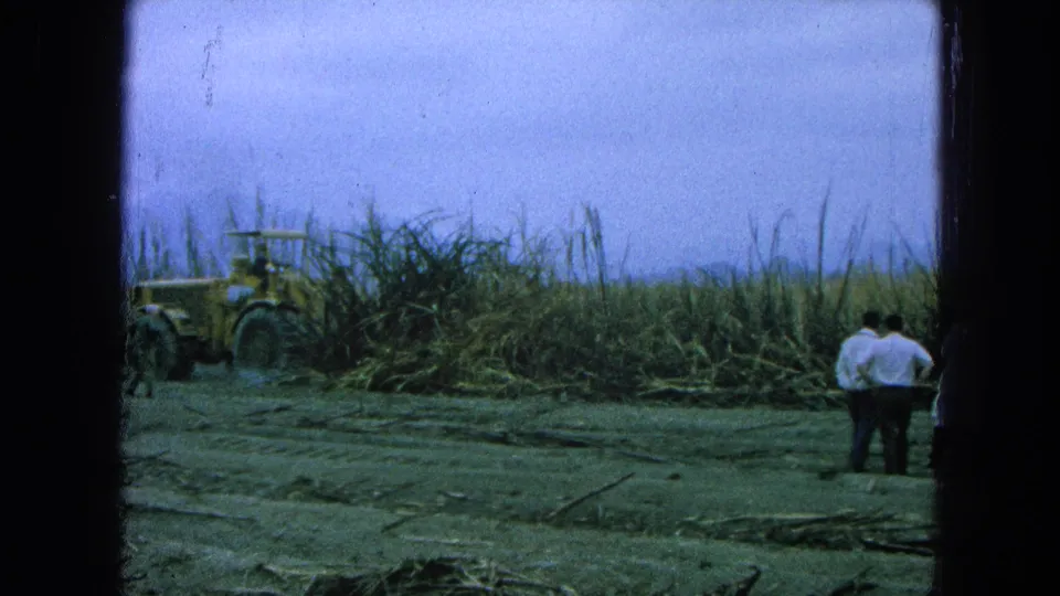 1965 Pueblo, Mexico frame with two workers in white shirts watching a tractor operate near tall sugarcane.