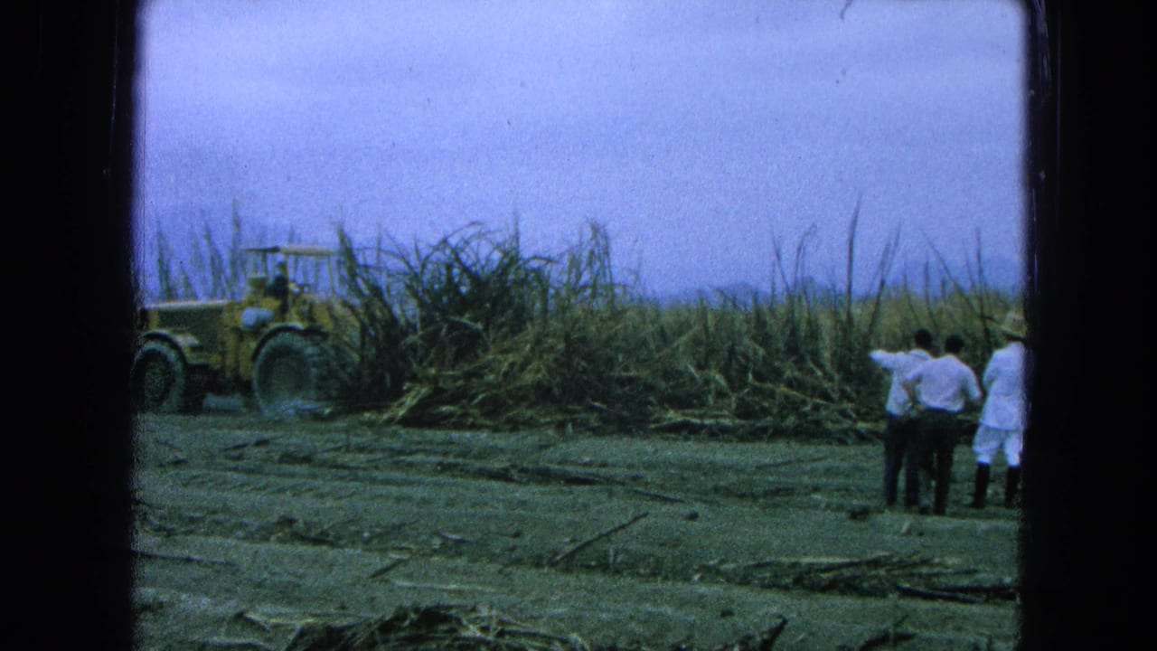 Yellow tractor beside tall cane while three men stand near cut stalks in a field.