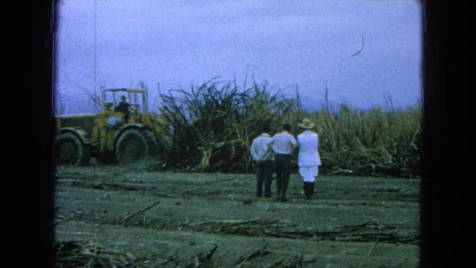 1965 Pueblo, Mexico frame of three men watching a yellow tractor beside tall sugar cane under hazy sky.