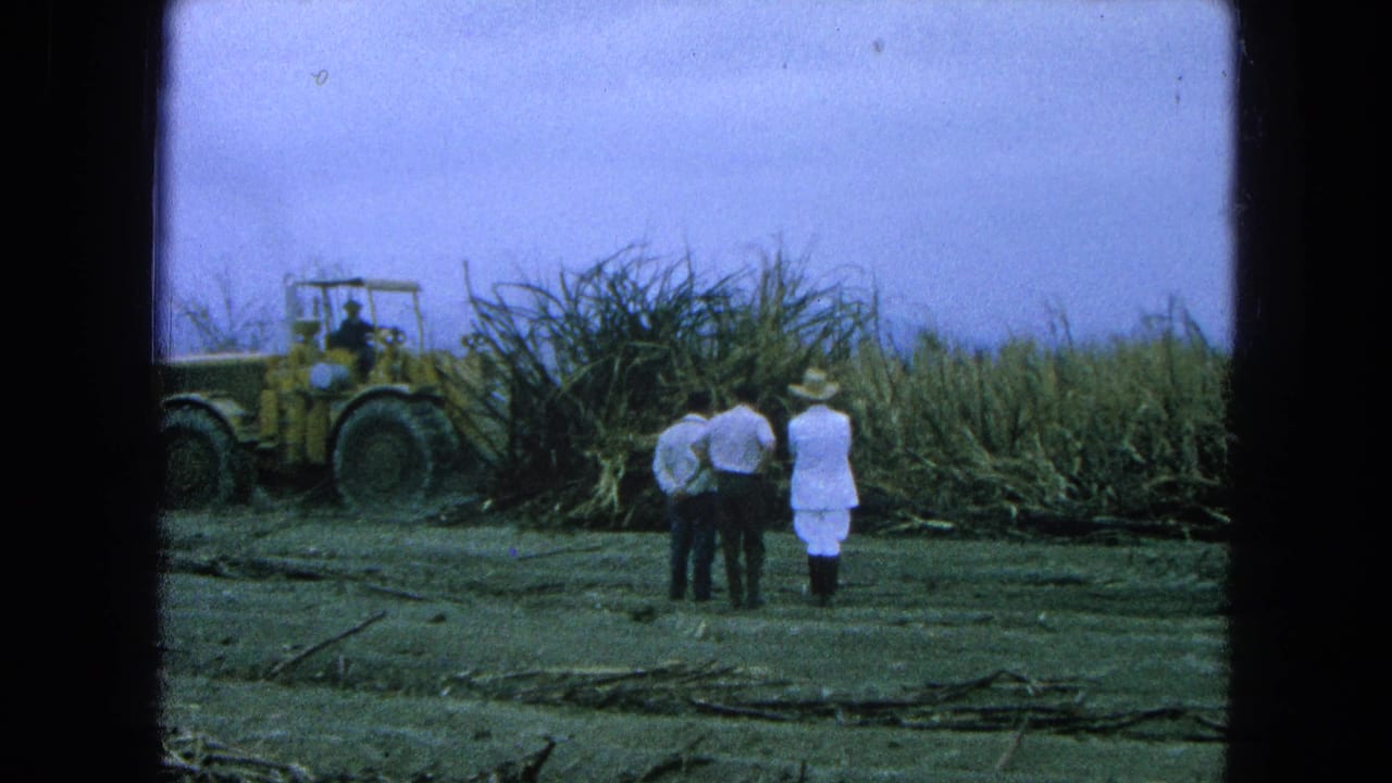 Three figures stand in a sugarcane field near a yellow loader.