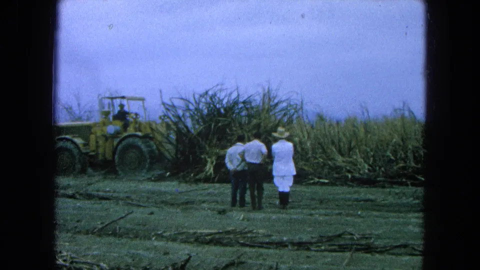 1965 Pueblo, Mexico 8mm frame showing three observers near a yellow loader working beside tall sugarcane.