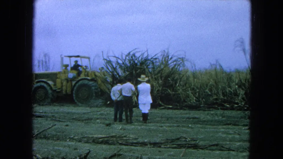 1965 Pueblo, Mexico field scene with a yellow loader at left and three people observing sugarcane harvesting.