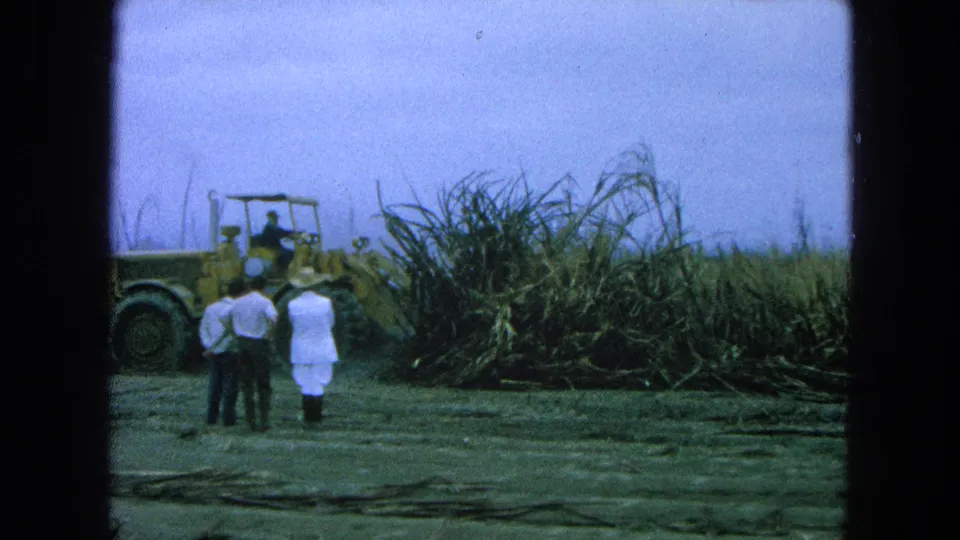 1965 Pueblo, Mexico home-movie frame showing three observers near harvested cane and a yellow field loader.