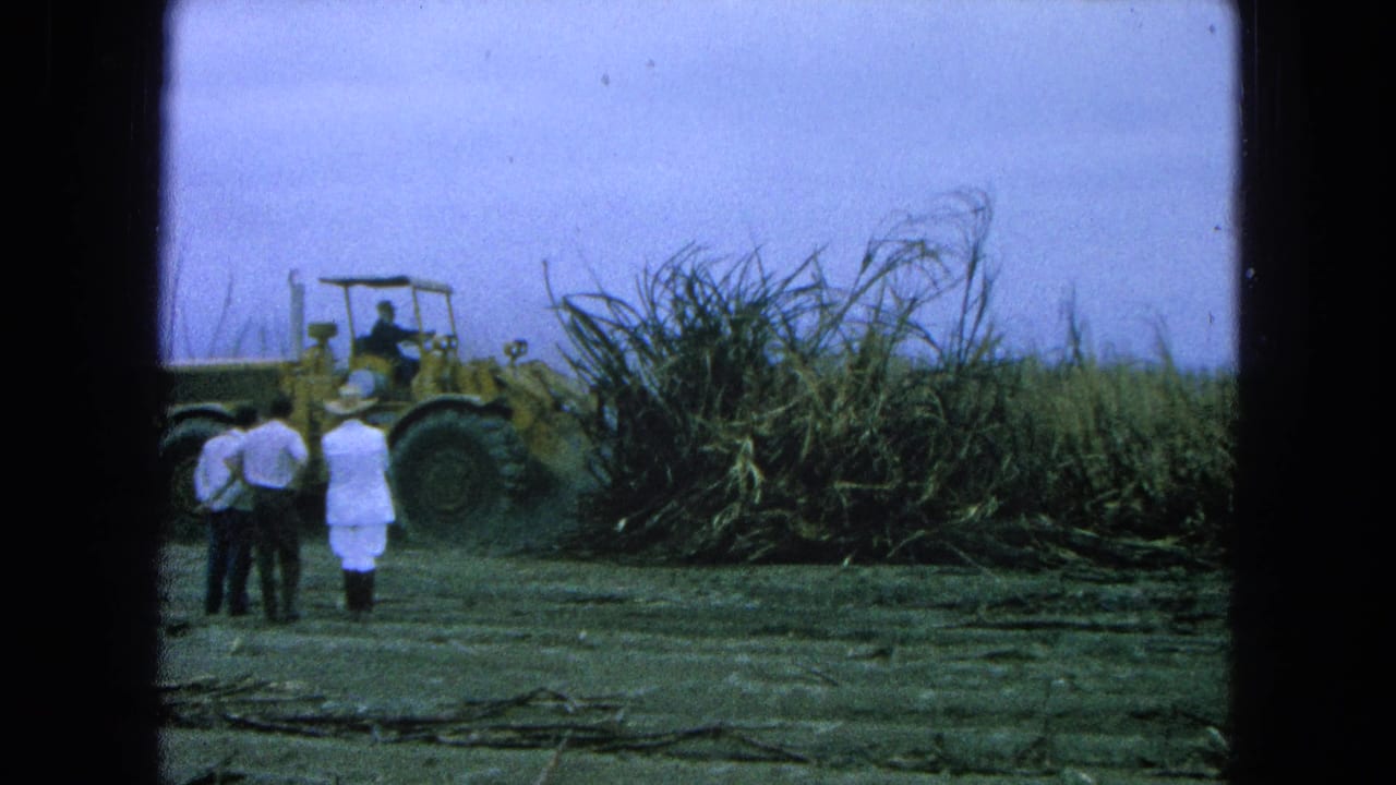 Three men watch a yellow loader beside a pile of cut cane in a field.