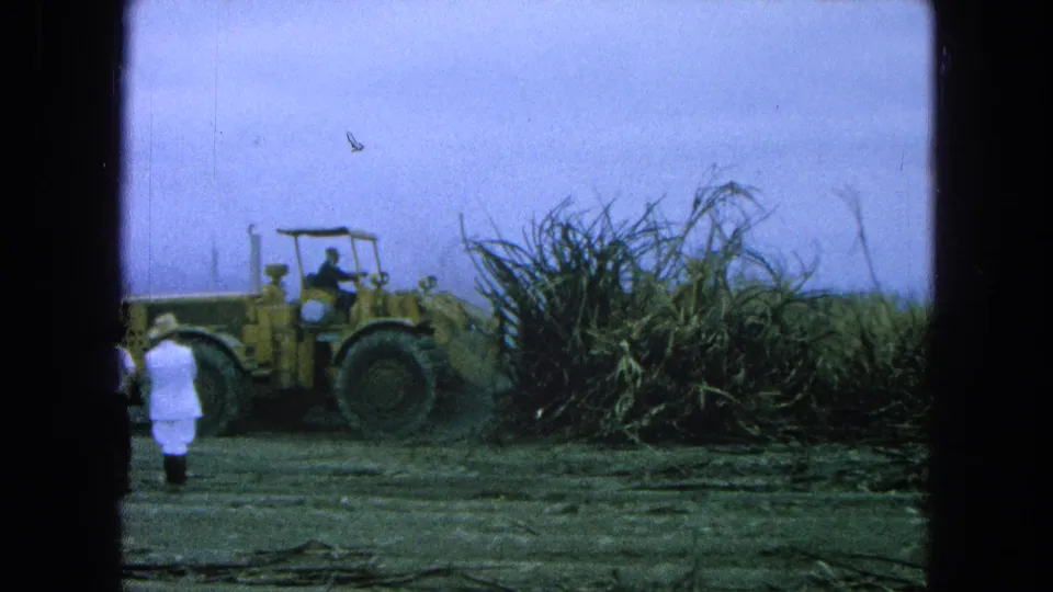 A yellow loader operates near tall cane in a 1965 Pueblo, Mexico field as adult men observe from the left.