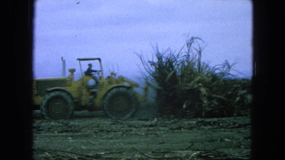 The yellow loader fills the frame as it works along a pile of harvested cane material in the rural Mexico field.