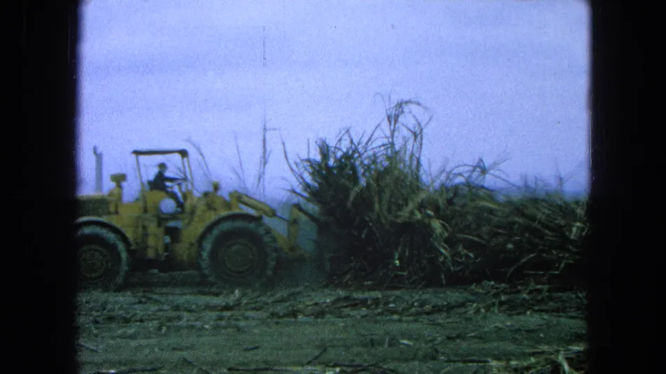 A yellow front-end loader gathers cane waste beside tall stalk piles in the 1965 Pueblo, Mexico agricultural scene.