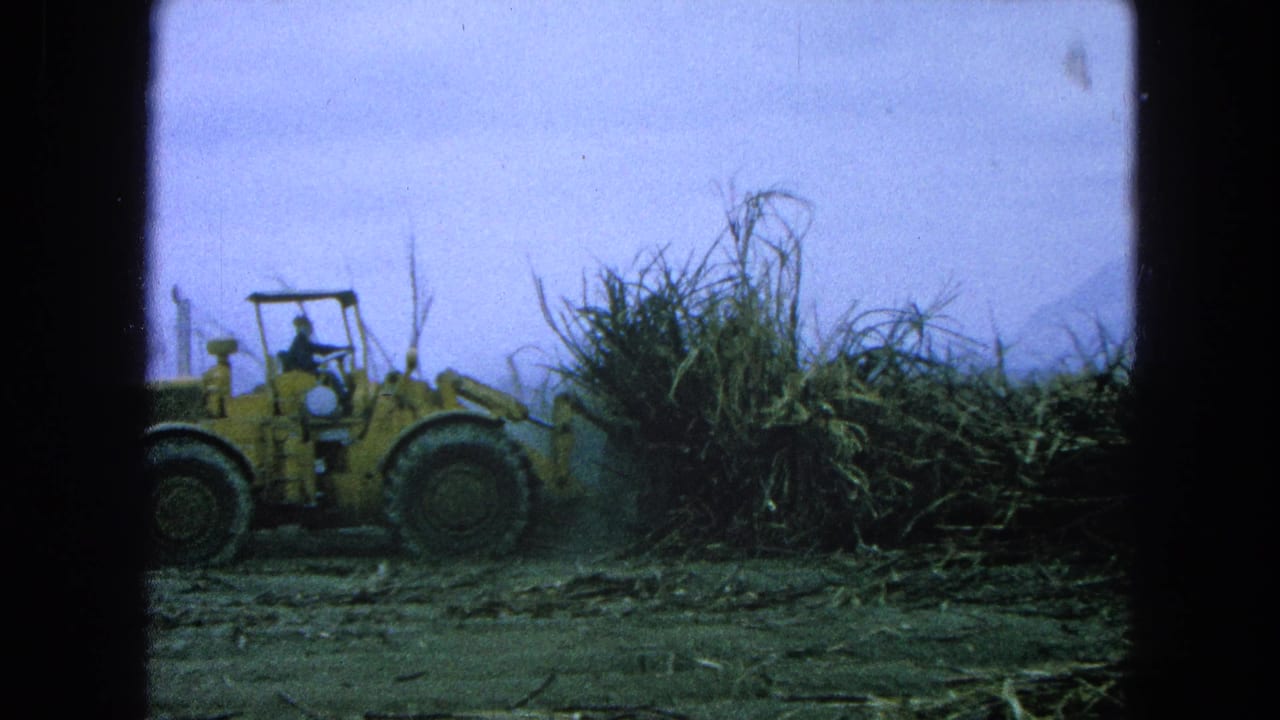 In 1965 Pueblo, Mexico, a yellow front-end loader with a driver visible works beside tall sugarcane or brush in an open field.
