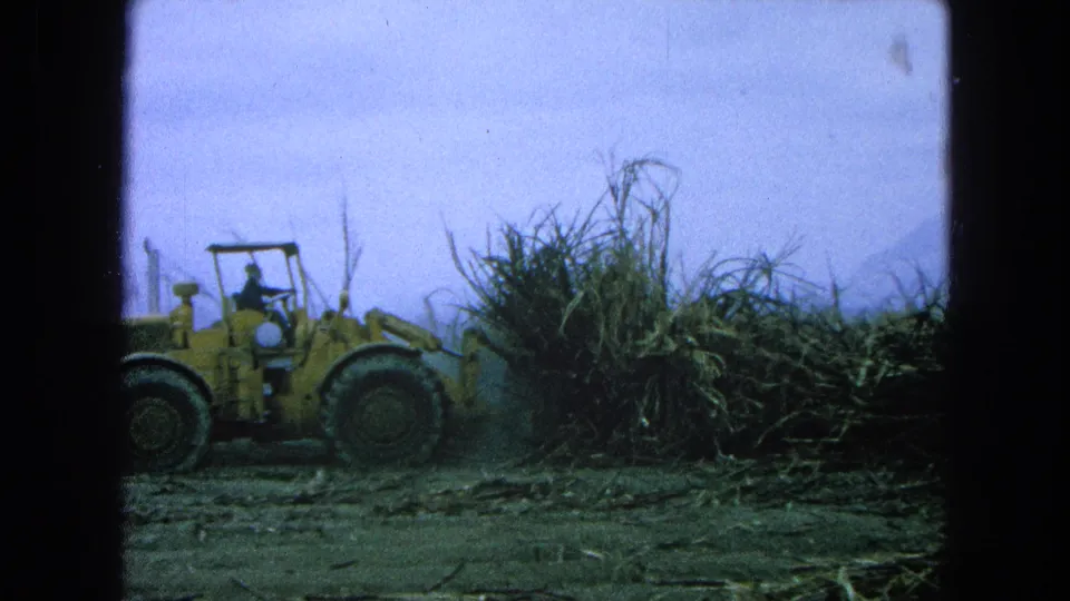 In 1965 Pueblo, Mexico, a yellow front-end loader with a driver visible works beside tall sugarcane or brush in an open field.