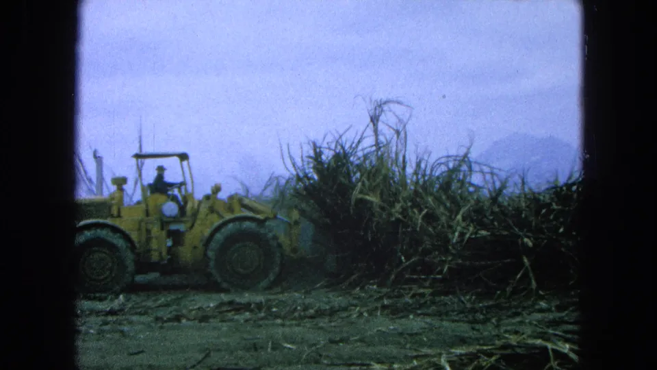 The yellow loader continues working through dense stalks in the 1965 Pueblo, Mexico field, with the operator silhouetted in the cab.