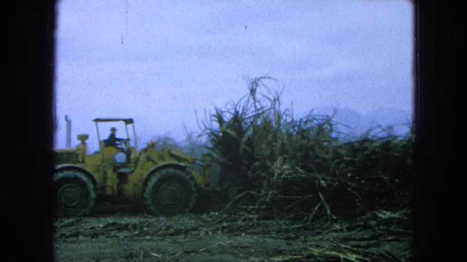 A yellow front-end loader in Pueblo, Mexico appears partly hidden by tall field growth as it gathers or clears stalks.