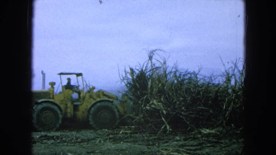 The 1965 field scene shows a yellow loader with a visible driver pushing near a dense heap of sugarcane or brush under a pale sky.