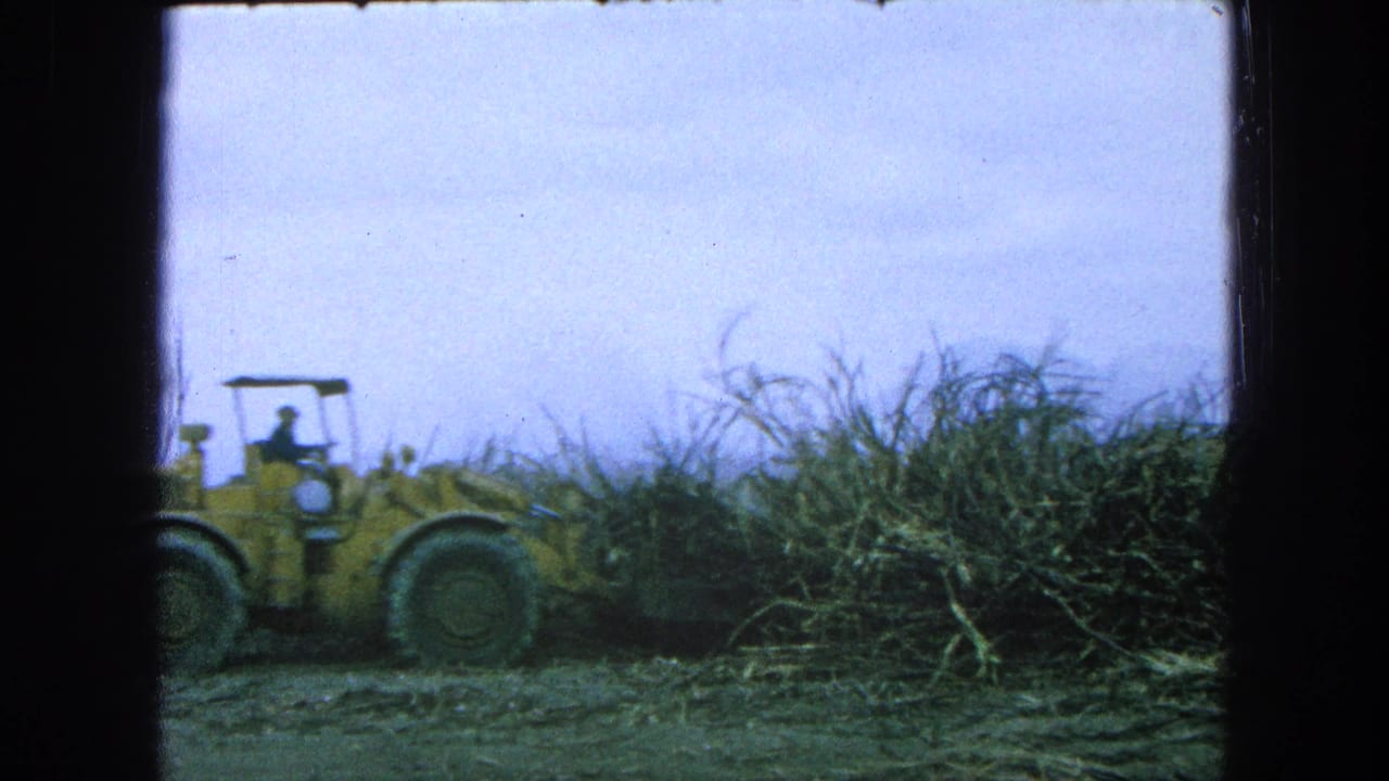 Yellow front-end loader partly hidden by tall cane in a muddy field.