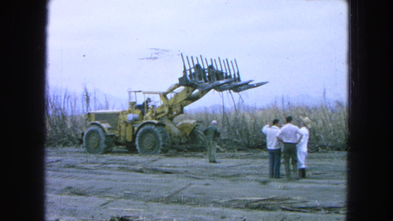 Men watch a yellow loader with raised fork attachment beside cut sugarcane in a field.