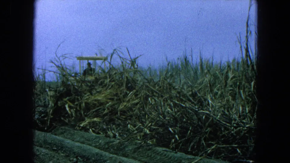 Tall cane stalks dominate the frame while a yellow field vehicle is partly hidden behind them in 1965 Pueblo, Mexico footage.