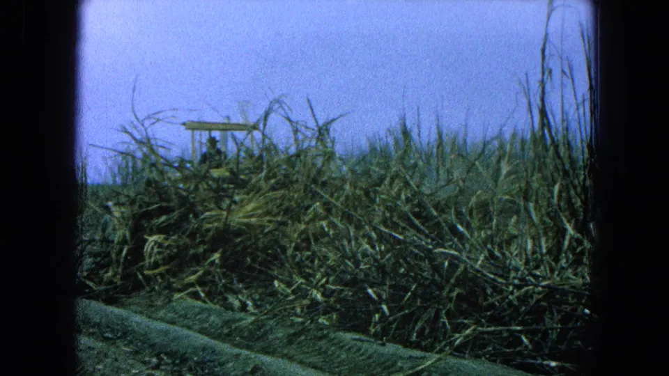 The camera looks across dense sugarcane toward a partly obscured yellow agricultural vehicle in 1965 Pueblo, Mexico footage.