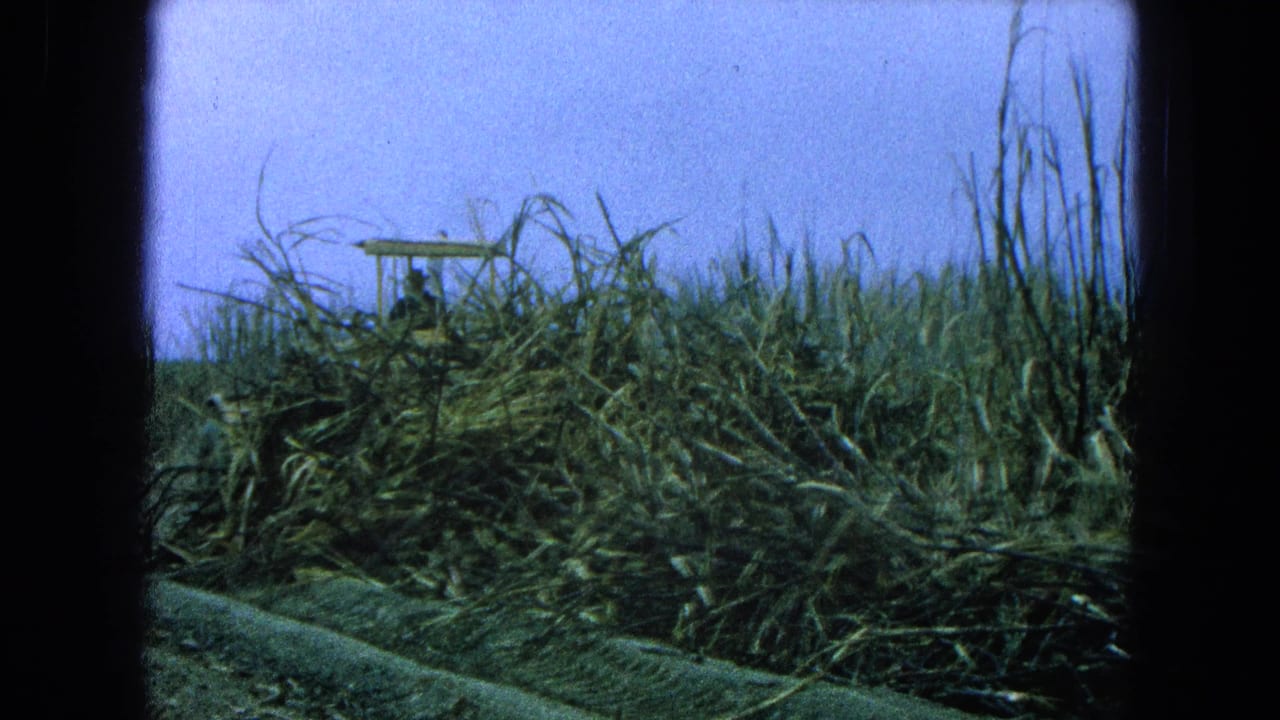 Tall green crops beside a dirt track with a yellow machine partly visible behind the vegetation.
