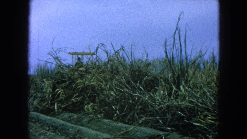The yellow farm machine remains mostly hidden behind dense green crops in this rural 1965 Pueblo, Mexico field view.