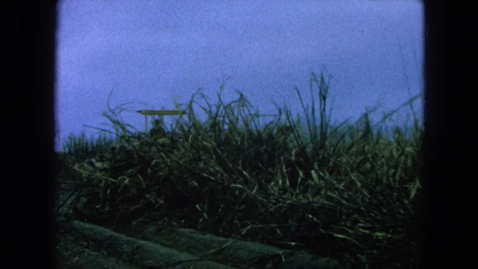 8mm field-level view from Pueblo, Mexico, with tall crops and the upper part of a yellow harvesting machine behind them.