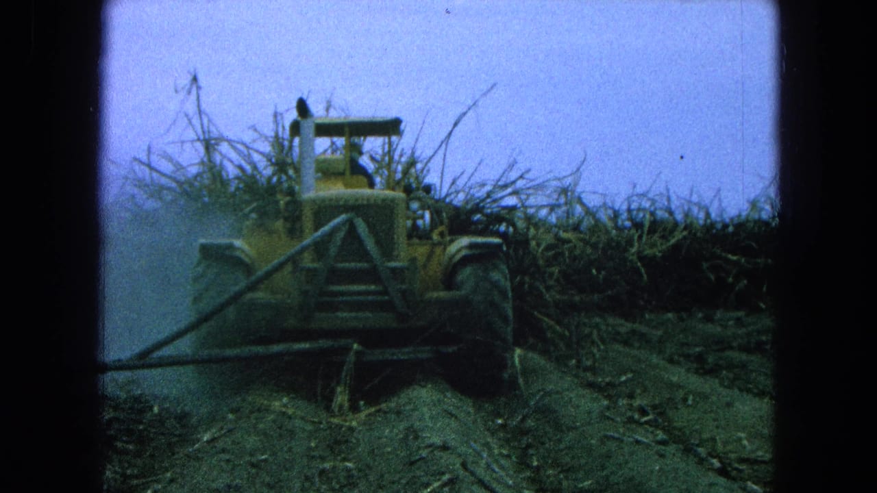 Yellow tractor advancing through a sugarcane row with dust or spray at the side.