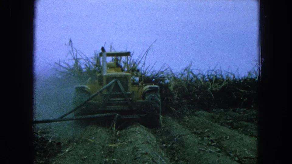 8mm frame of a tractor operator harvesting or working sugarcane rows in rural Pueblo, Mexico, circa 1965.