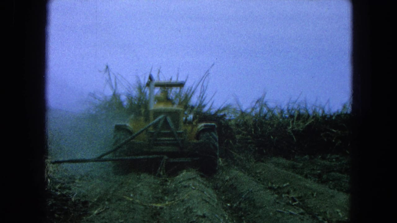 Yellow tractor moving through tall crop rows under a hazy sky.