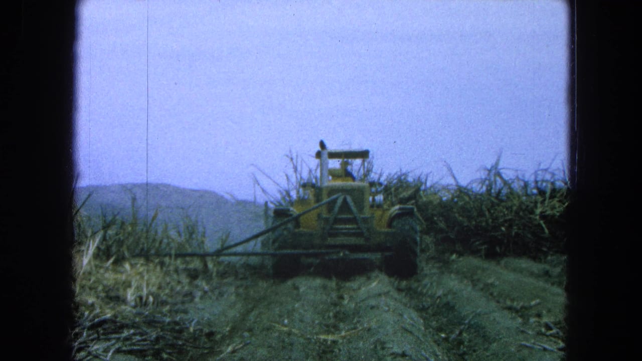 Yellow tractor with a front rake in a sugarcane field under a pale sky.