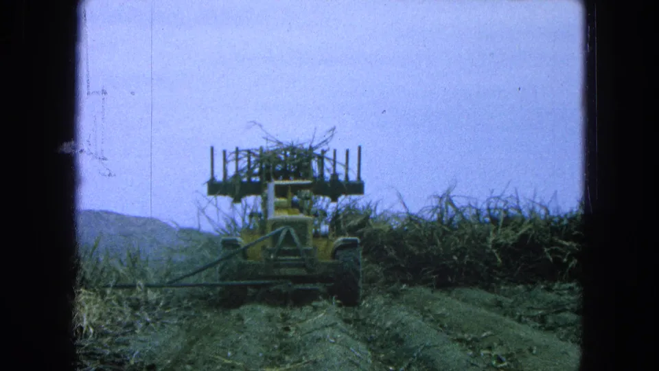1965 Pueblo, Mexico frame of a tractor carrying or pushing cane stalks through a rural field on 8mm film.