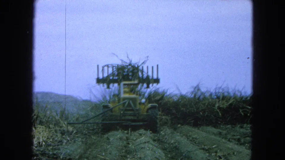 A 1965 Pueblo, Mexico farm tractor works in a sugarcane field, seen from a low home-movie viewpoint.