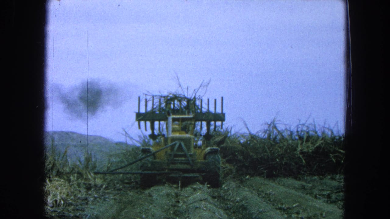 Yellow tractor with harvesting attachment moving beside tall sugarcane in a field.