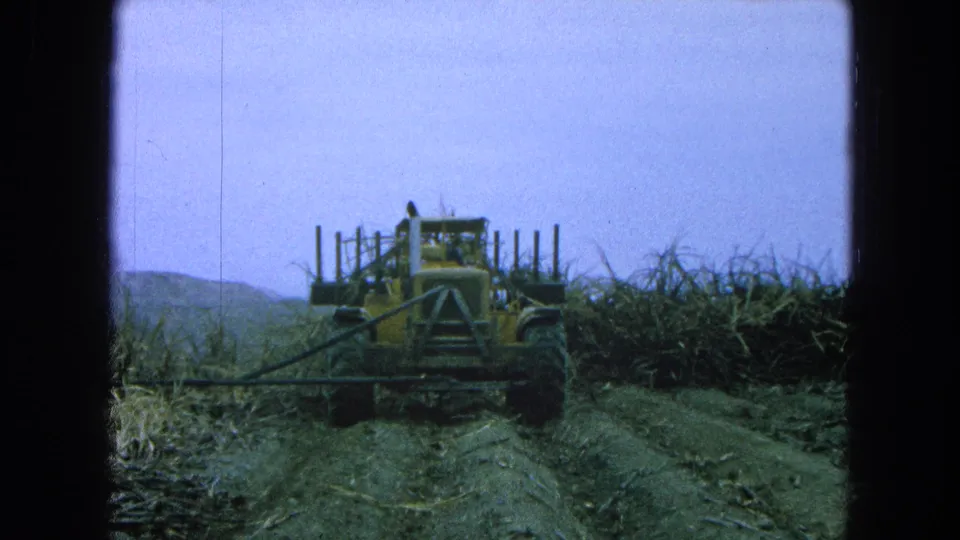 A yellow tractor with harvesting equipment works along the cane row, with 8mm grain and dark border visible around the 1965 Mexico footage.
