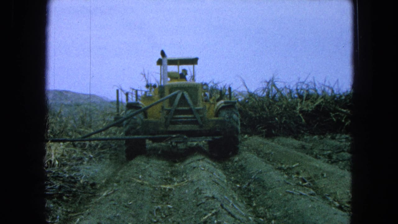 Yellow tractor moving along dark soil rows beside tall sugarcane.