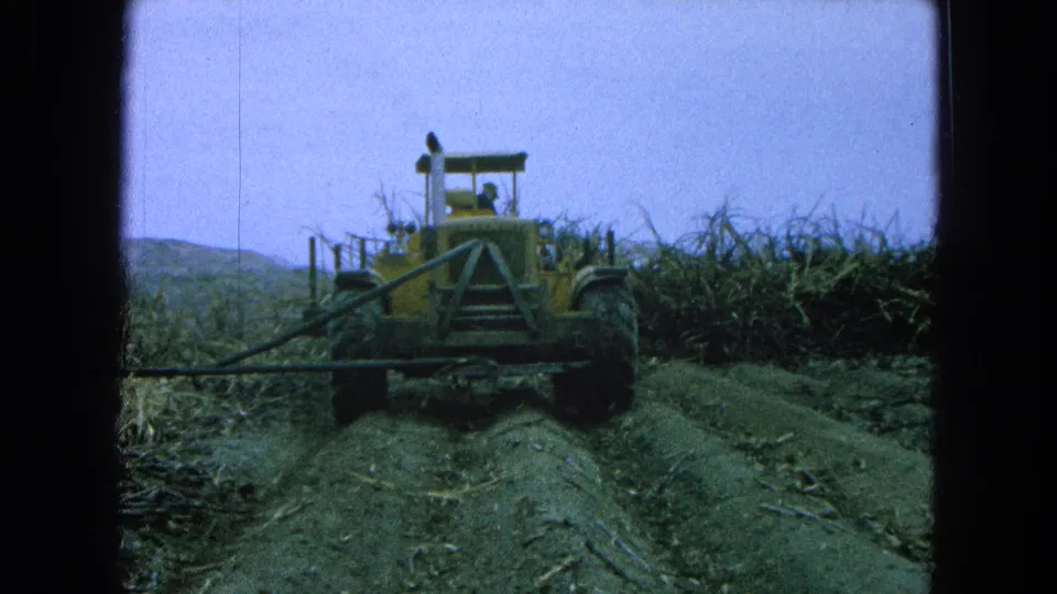 1965 Pueblo, Mexico 8mm frame showing a yellow tractor and operator moving beside tall sugarcane and cut field rows.