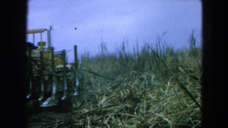 Rear view of a tractor and operator moving into sugarcane in rural Pueblo, Mexico, with cut stalks and pale sky visible.