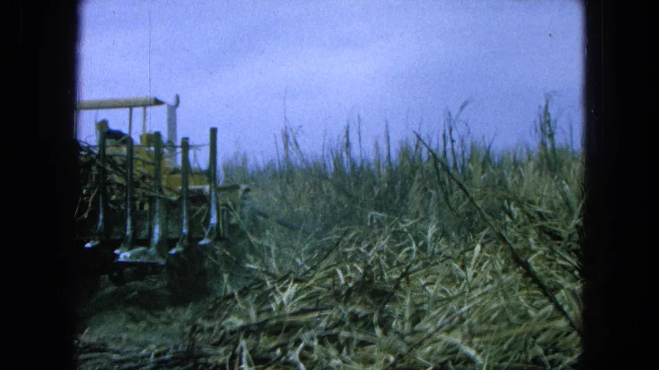 8mm home-movie frame of a tractor partly visible at left while moving through tall sugarcane and dry cut stalks.