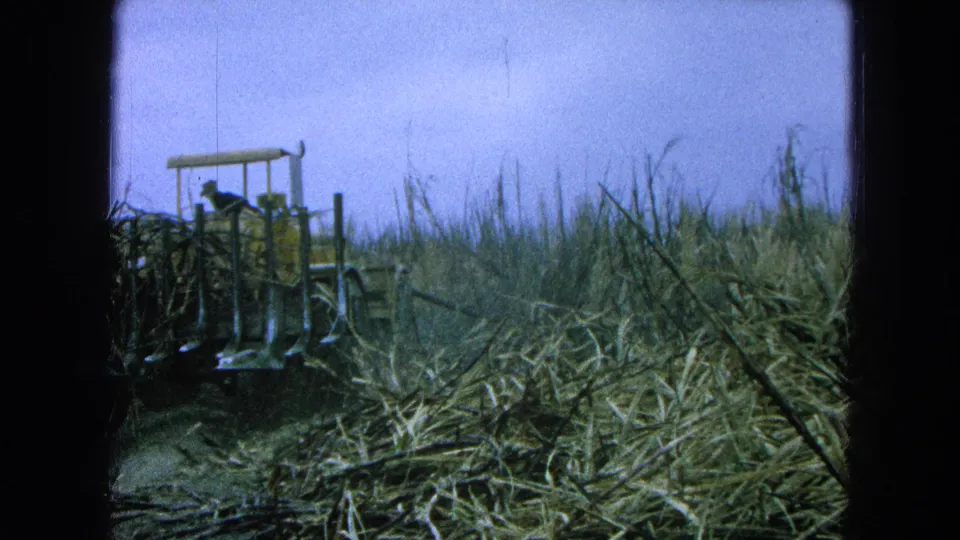 The tractor recedes through a sugarcane field in 1965 Pueblo, Mexico, with cut cane and soft 8mm color visible.