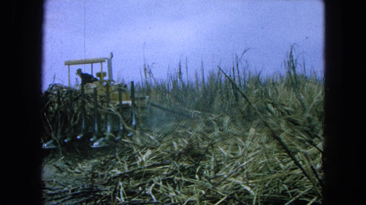 Yellow tractor working through tall sugarcane with an operator visible at left.