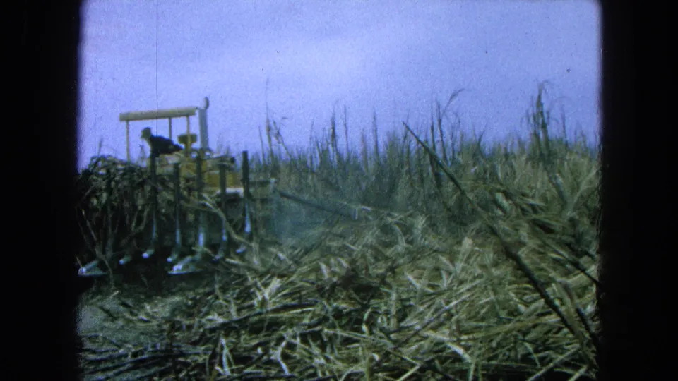 1965 Pueblo, Mexico home-movie frame showing a yellow tractor and operator moving through dense sugarcane under a pale sky.