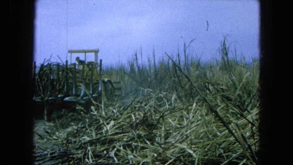 1965 Pueblo, Mexico frame with a yellow tractor cutting through sugarcane, the operator visible but indistinct in the cab area.