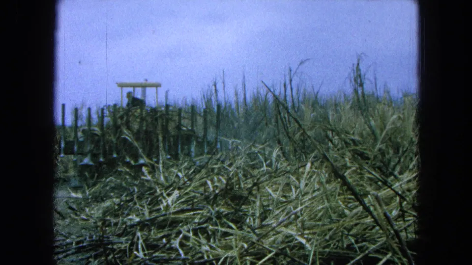 1965 Pueblo, Mexico home-movie frame showing a tractor partly hidden by sugarcane, with harvested debris spread across the foreground.